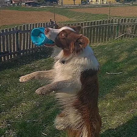 La Casa Sull'albero Oasi Certosa Di Pavia Casa vacanze *