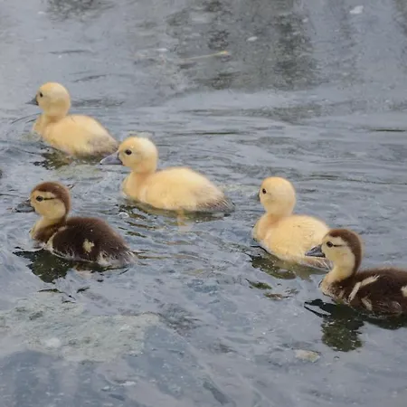 Casa vacanze La Casa Sull'albero Oasi Certosa Di Pavia