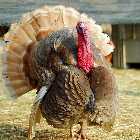 La Casa Sull'albero Oasi Certosa Di Pavia
