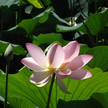 La Casa Sull'albero Oasi Certosa Di Pavia Casa vacanze *