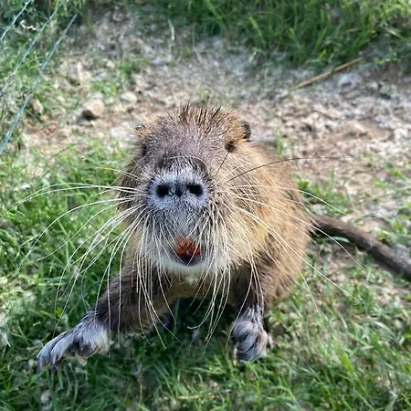 Casa vacanze La Casa Sull'albero Oasi Certosa Di Pavia Borgarello