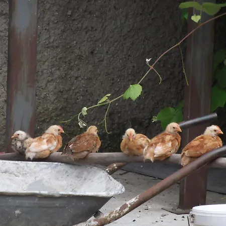 Casa vacanze La Casa Sull'albero Oasi Certosa Di Pavia *